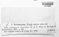 Fusicoccum quercinum image